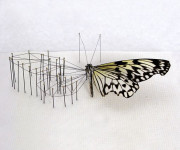 Anne ten Donkelaar’s 3D flower constructions