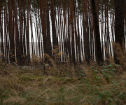 Ivar Veermäe. Habitat