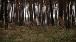 Ivar Veermäe. Habitat